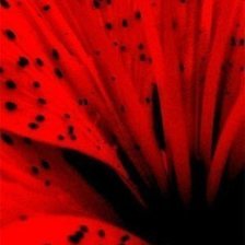 Схема вышивки «красная лилия»