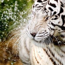 Белый тигр в воде