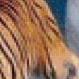 Предпросмотр схемы вышивки «Тигры в зоопарке Лондона, Великобритания.» (№438700)