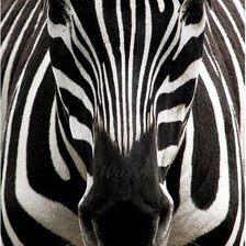 Схема вышивки «зебра»