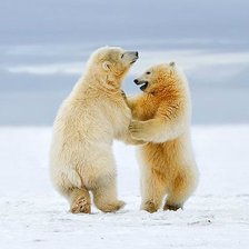 танцующие медведи