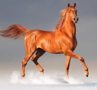 Схема вышивки «рыжая лошадь»