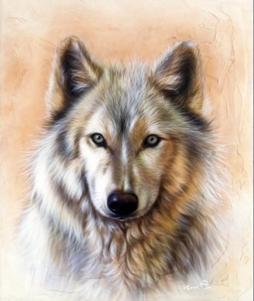 Волк - волк, дикая природа, волчонок - оригинал