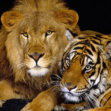 Схема вышивки «тигр и лев»