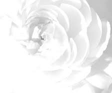 Схема вышивки «нежная белая роза»