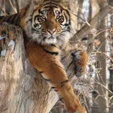 Схема вышивки «тигр на дереве»