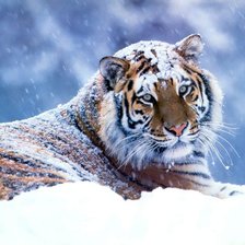 Схема вышивки «зимняя тигра»