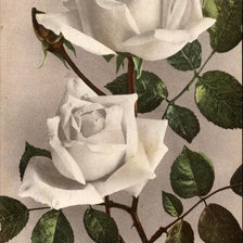 Схема вышивки «Two white roses»