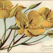Схема вышивки «California Wild Flowers - Yellow Mariposa Lily»
