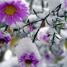 Оригинал схемы вышивки «цветы и снег» (№471109)