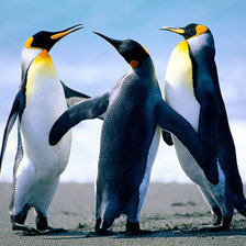 Оригинал схемы вышивки «Пингвины» (№471523)