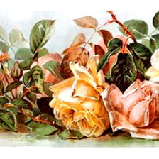 Оригинал схемы вышивки «розы часть 1» (№472788)