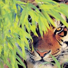 тигр в траве