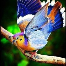 Схема вышивки «Красивая птичка»