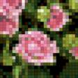 Предпросмотр схемы вышивки «Розовые розы» (№480499)