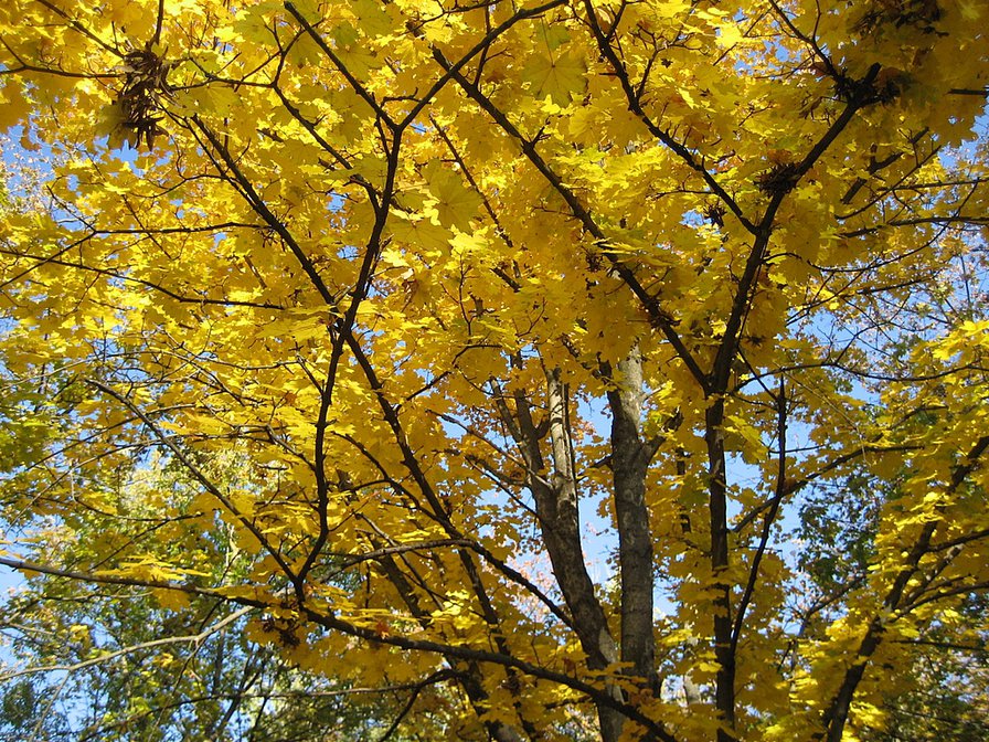 Осень - осень, листья, золотая осень - оригинал