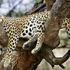 Схема вышивки «Леопард отдыхает»