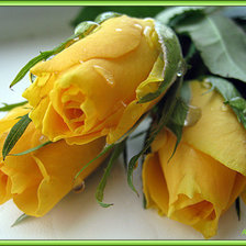 Оригинал схемы вышивки «желтые розы» (№484352)