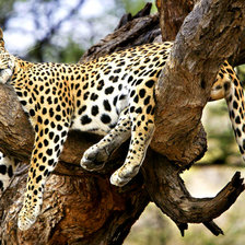 леопард отдыхает (яркий)