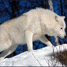 Схема вышивки «белый волк»