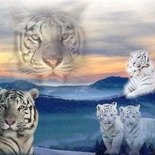 Оригинал схемы вышивки «белые тигры» (№494338)