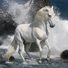 Белый конь.