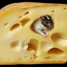 Мышка или откуда в сыре берутся дырочки ))