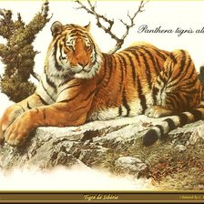 Оригинал схемы вышивки «Тигр» (№501817)