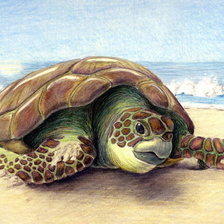 Оригинал схемы вышивки «Морская черепаха» (№505418)