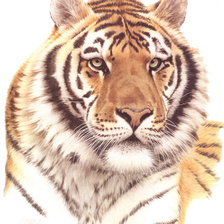 Оригинал схемы вышивки «тигр» (№509422)