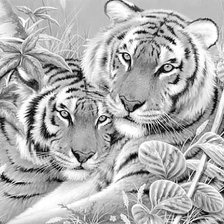 Оригинал схемы вышивки «Тигры» (№513394)