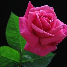 Оригинал схемы вышивки «Красавица роза» (№514552)