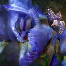 Схема вышивки «голубой ирис и бабочка»
