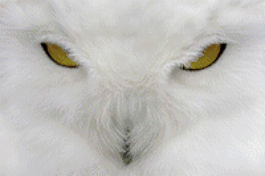 белая сова - хищные птицы, природа, серия птицы, сова, филин, птицы - предпросмотр