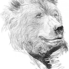 Оригинал схемы вышивки «Медведь» (№520771)