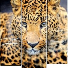 Схема вышивки «Леопард (триптих)»