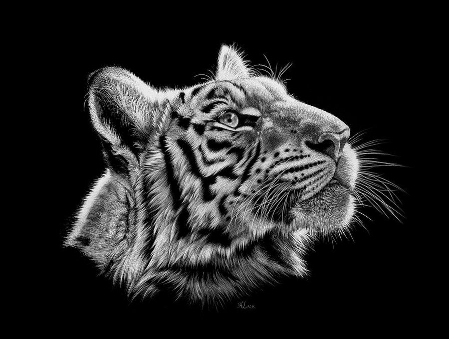 Серия "Белое на черном" - животные, тигры - оригинал