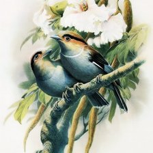 Схема вышивки «птицы»