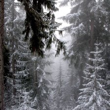 зимний лес ели монохром
