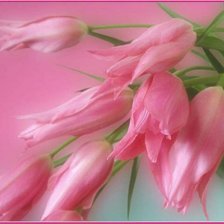 Оригинал схемы вышивки «розовые тюльпаны» (№526056)