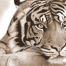 Оригинал схемы вышивки «Тигр» (№527515)