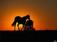 лошади на закате