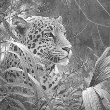 Оригинал схемы вышивки «Леопард в зарослях (живопись)» (№530428)