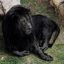 Схема вышивки «черный лев»