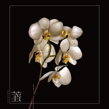 Оригинал схемы вышивки «Орхидея» (№531710)