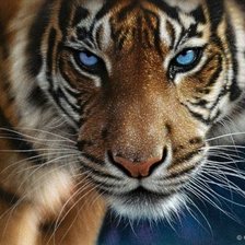 Схема вышивки «ли богл 65 голубоглазый тигр»