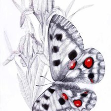 Оригинал схемы вышивки «ирисы и бабочка» (№531885)