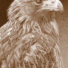 Оригинал схемы вышивки «Птенец орлана» (№532309)