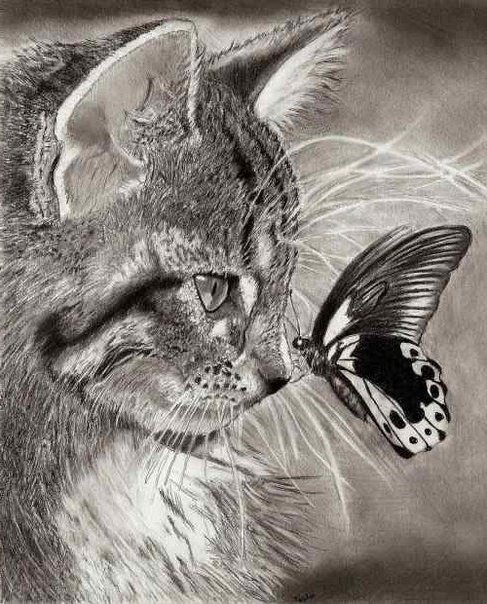кот и бабочка монохром - чорнобелое, кот, монохром, домашние жывотные, бабочка, любимцы - оригинал