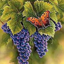 Оригинал схемы вышивки «бабочка на виноградной грозди» (№534377)